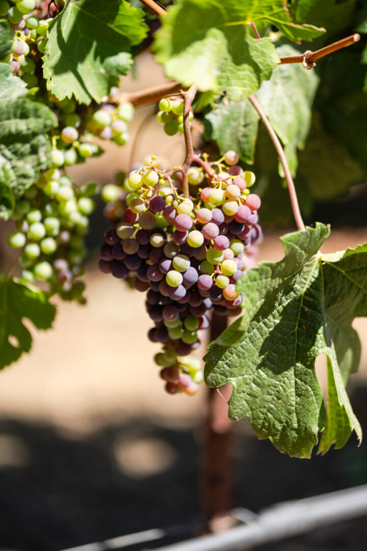 A bunch of grapes hanging from the vine.